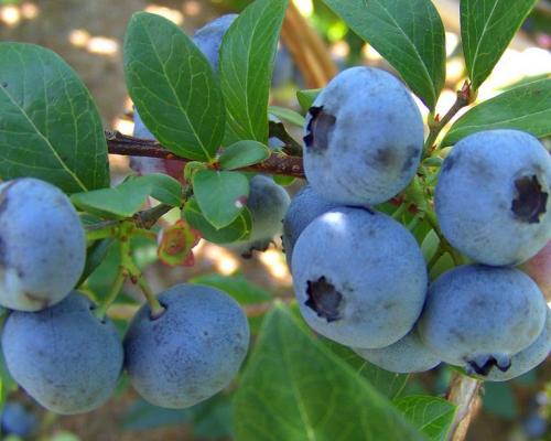 Blueberry.jpg