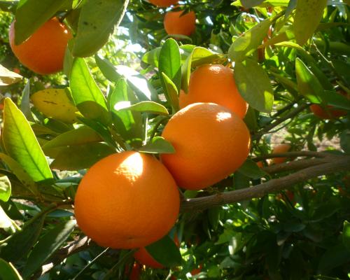 Oranges tomates